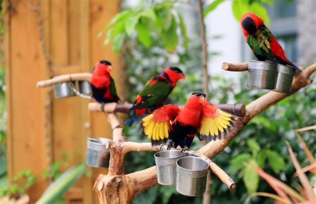 浜儕閲戠鏃呮父,涓板彴閲戠娆㈡父