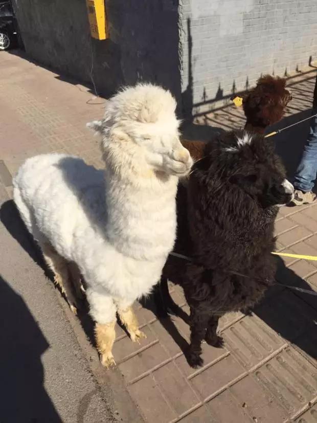 人生最昂贵的十大奢侈品,人生必备十件奢侈品