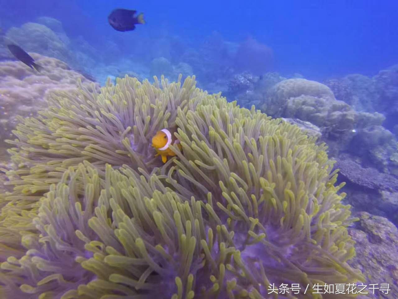 去兰卡威逗小鲨鱼，登嘉楼热浪岛浪一浪