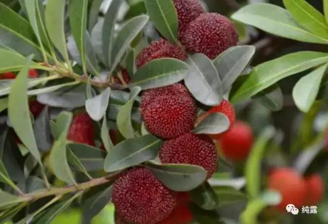 给大家分享自用的纯露,真正的三草纯露