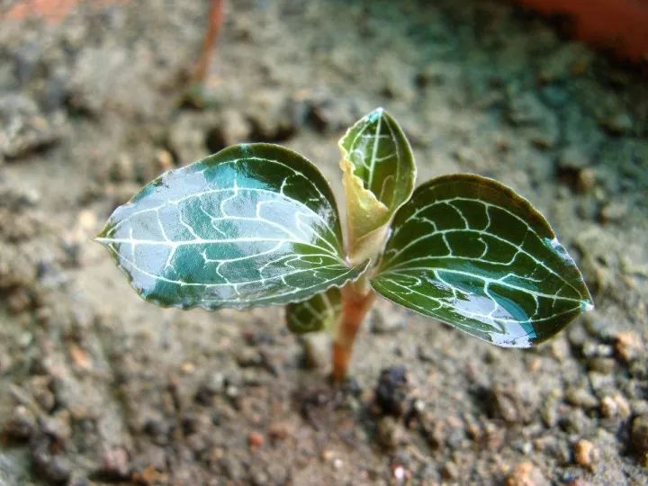 金线莲怎么养才是最好的,金线莲的养殖方法和注意事项