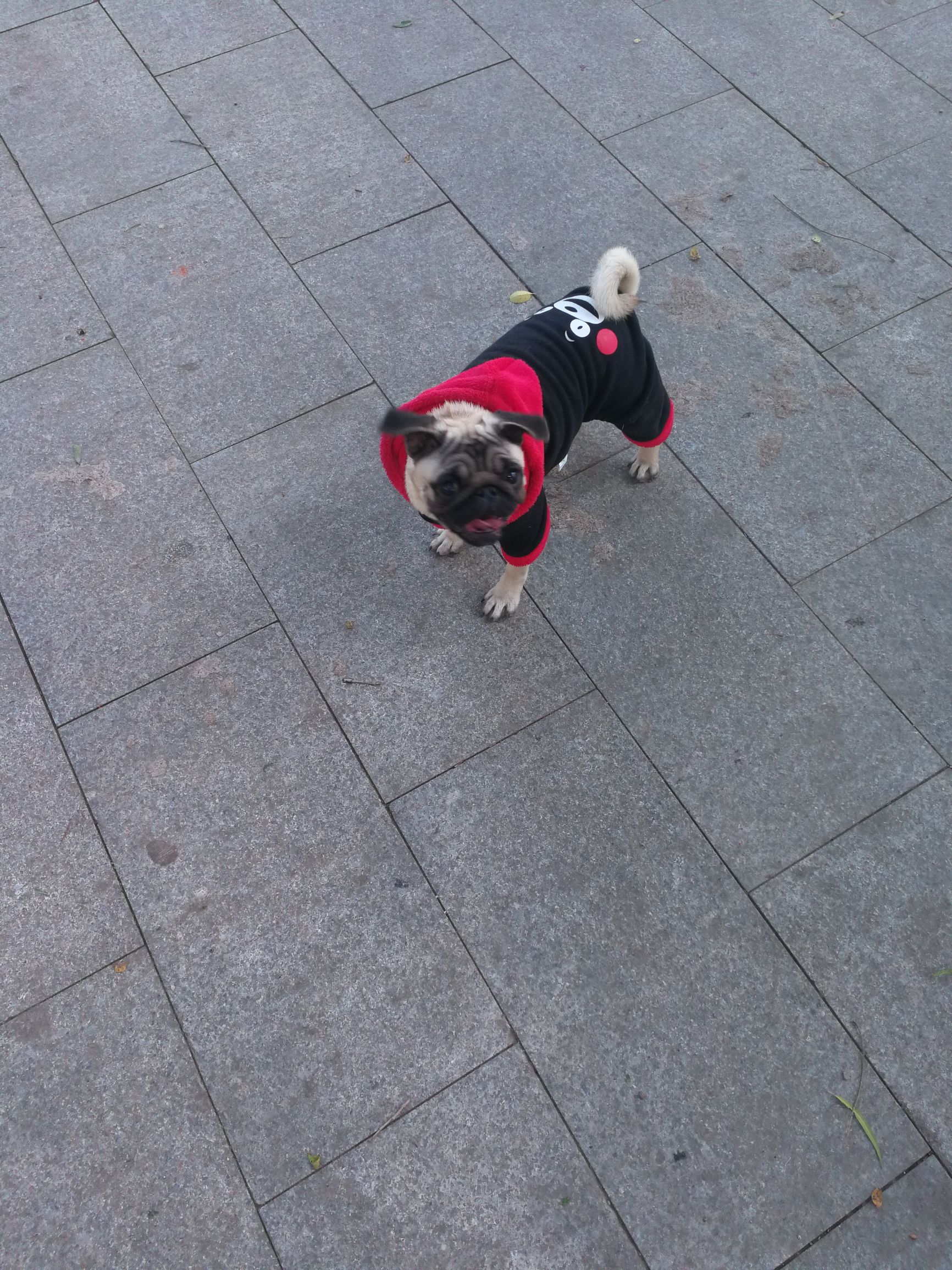 关于巴哥犬的搞笑动画片,关于巴哥犬的直播