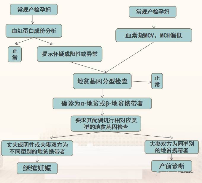 孕期地中海贫血症状和危害,地中海贫血怎样补充营养