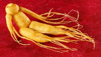 人参怎么选才是好的,都说人参好人参真的有用吗