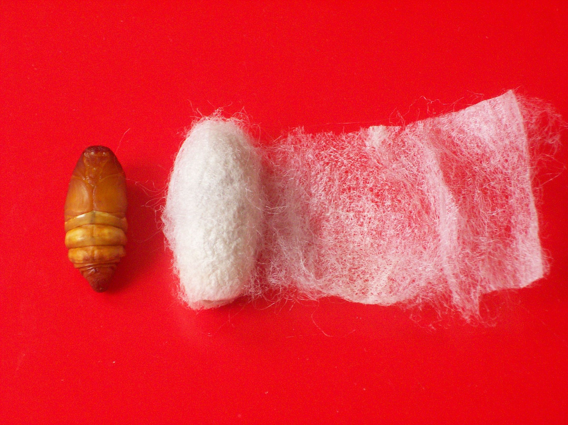 未来几年市场将不断增长的6虫5树，种养结合，稳赚不赔