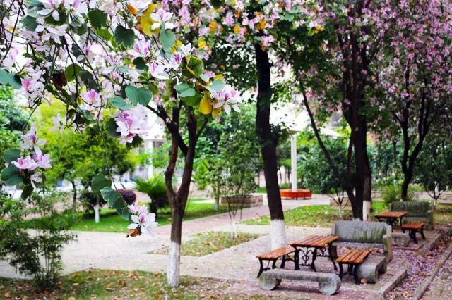 柳州市第十二中学,最美校园柳州市第二中学