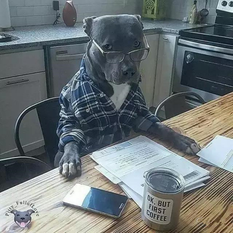 比特犬长大有多恐怖,真实的比特犬有多可怕