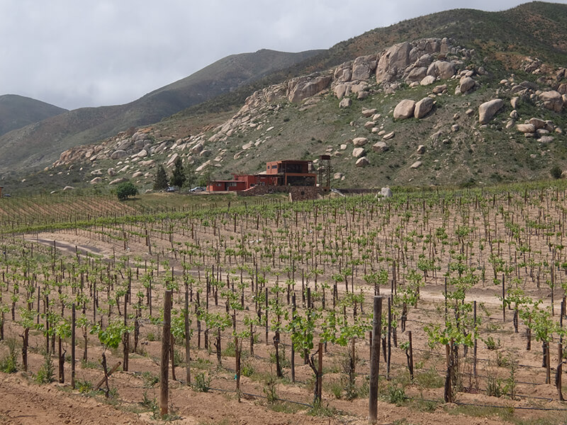 说起来你可能不信，比起龙舌兰和科罗娜，我更爱墨西哥葡萄酒！
