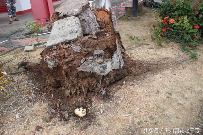 去兰卡威红树林,去兰卡威怎么玩