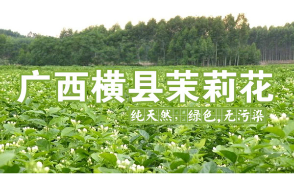 横县最美的茉莉小镇,中国茉莉之乡标志