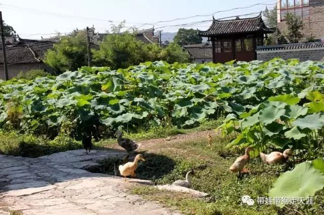 开着房车去遛娃,开着房车带狗狗出去玩