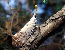 未来赚钱的行业农业,有哪些收益比较高的农产品