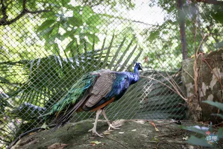 广州动物园的地图,广州动物园下一站去哪里