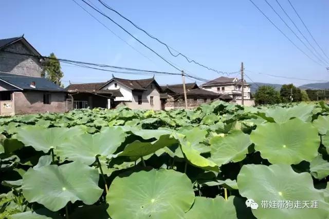 开着房车去遛娃,开着房车带狗狗出去玩