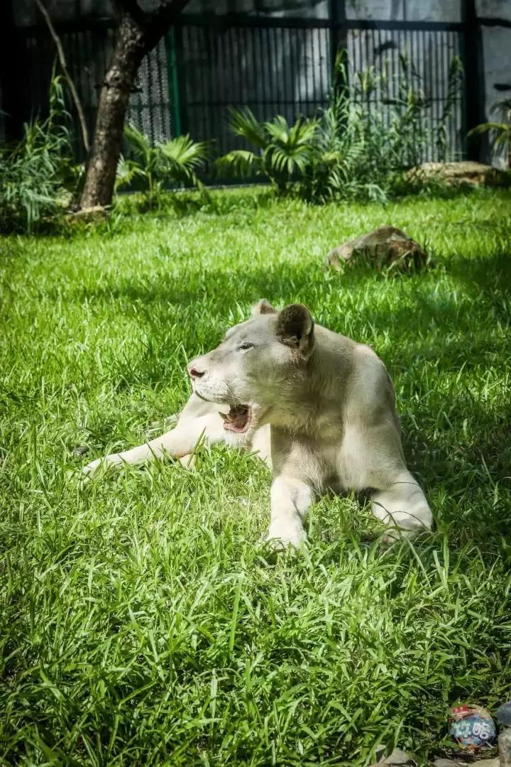 广州动物园的地图,广州动物园下一站去哪里
