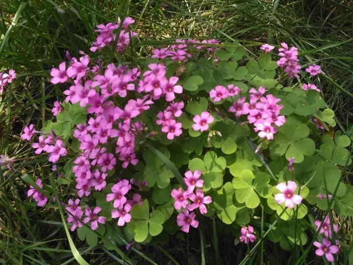 洛龙区银杏帝都温泉地址,洛阳银杏帝都温泉