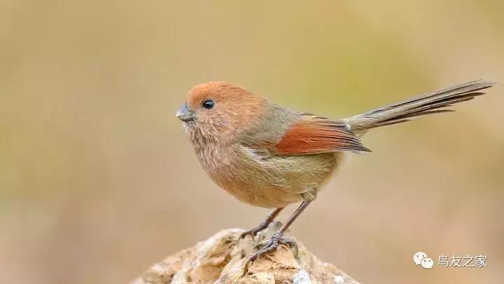 黄藤怎么挑选,黄藤鸟快速上手技巧