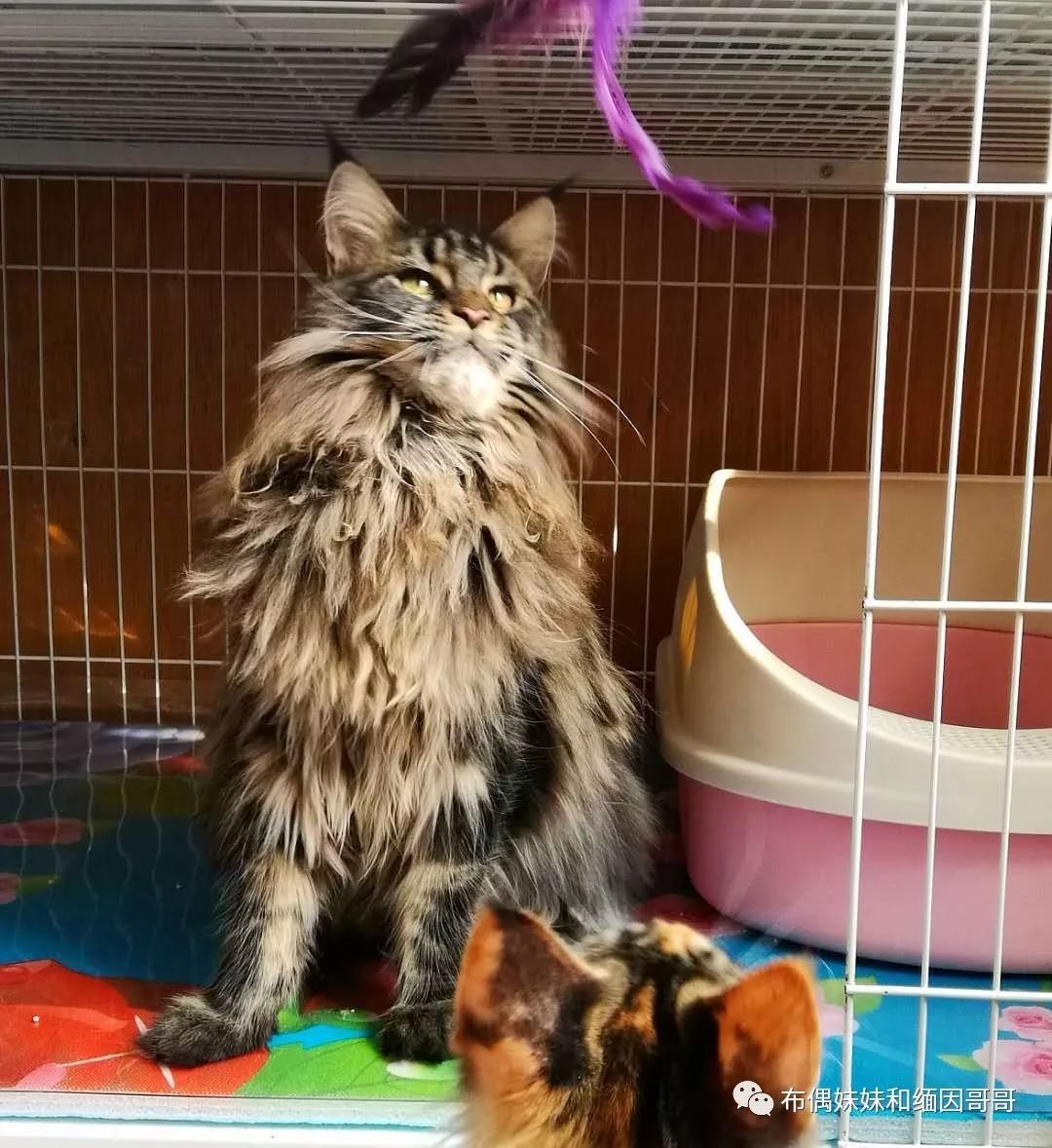 俄罗斯接回来的缅因猫,俄罗斯缅因猫带芯片