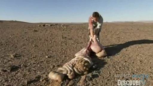 贝爷荒野求生吃恶心的东西,贝爷恶心的十大时刻