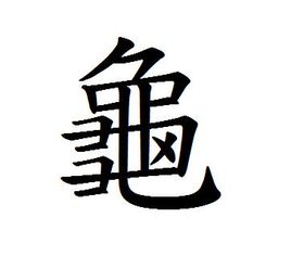 有哪些关于乌龟的冷知识,乌龟的物种介绍