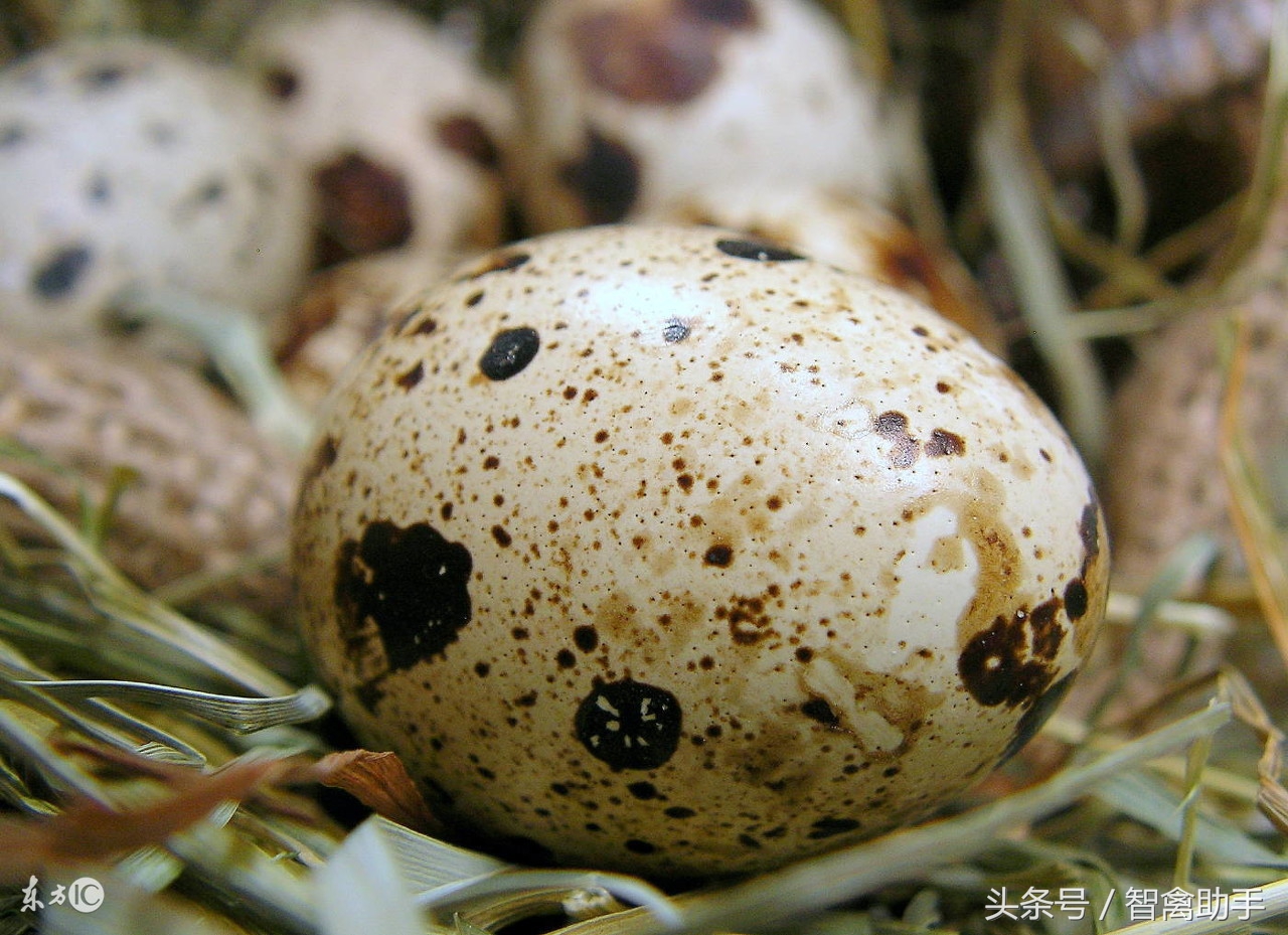 养殖鹌鹑饲料怎么配,全自动鹌鹑养殖设备