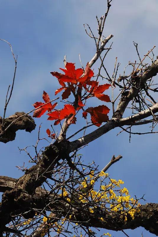 徐霞客来华山游记是哪一年,徐霞客对华山的评价
