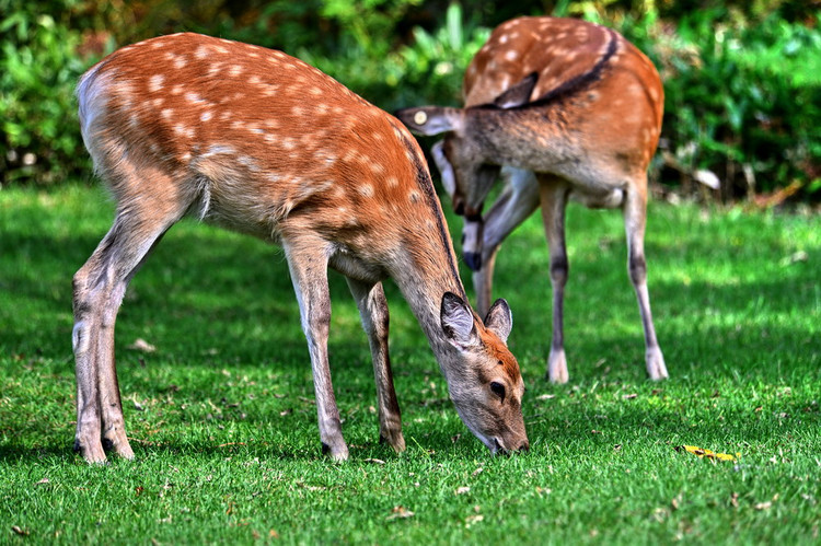 游日本北海道攻略,日本深度游北海道