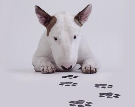 牛头梗是怎么培育出来的,怎么挑选牛头梗