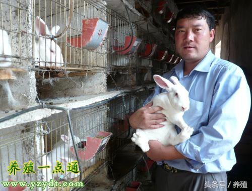 四川肉兔养殖方法,适合重庆地区养殖的肉兔