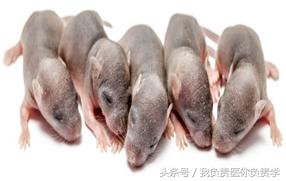 science子刊重大突破,science子刊高度有序