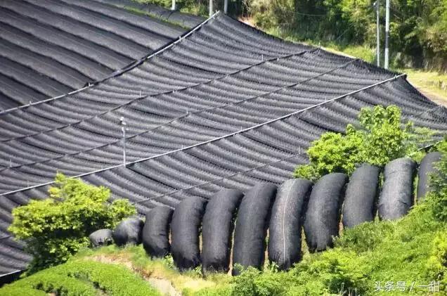 食材特典｜关于抹茶的真相都在这里（深度文）