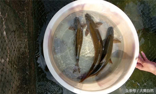 水产白点用什么药治疗,水产养殖鱼药好的有哪些