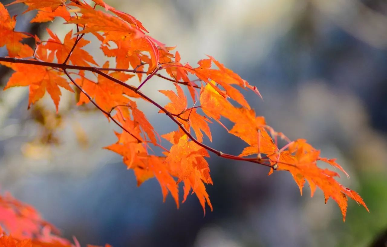 新鲜出炉~赏枫HOT！百名摄影家齐聚庄河天门山