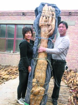 草烟怎么选,草烟有多少品种