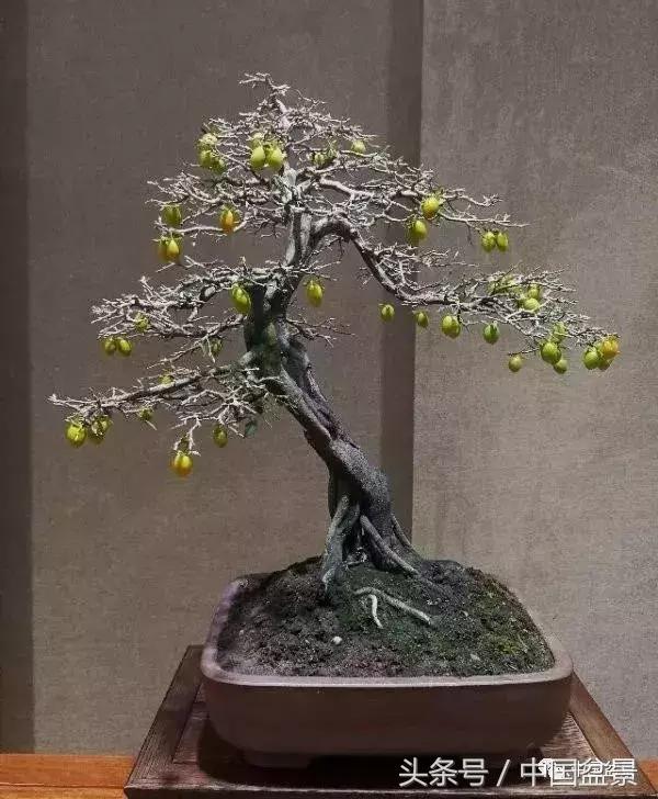 如何看待盆景的技法,盆景入坑的十大感受