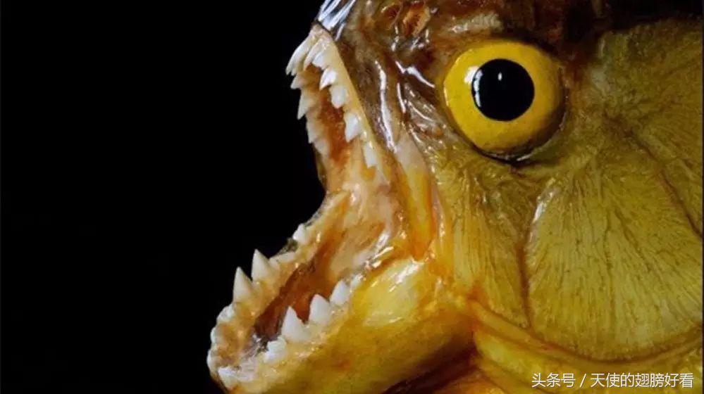 能刺穿人体的鱼,能吞人的淡水鱼