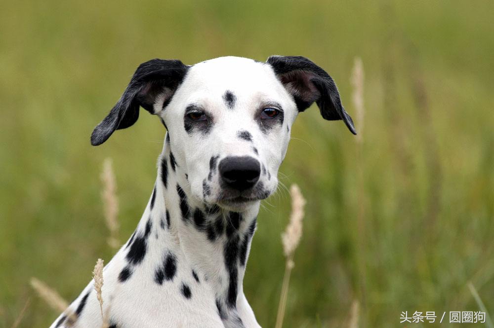 大麦町犬属于中型犬还是大型犬,斑点狗大麦町犬为什么禁养