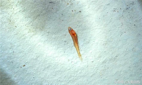 水产白点用什么药治疗,水产养殖鱼药好的有哪些