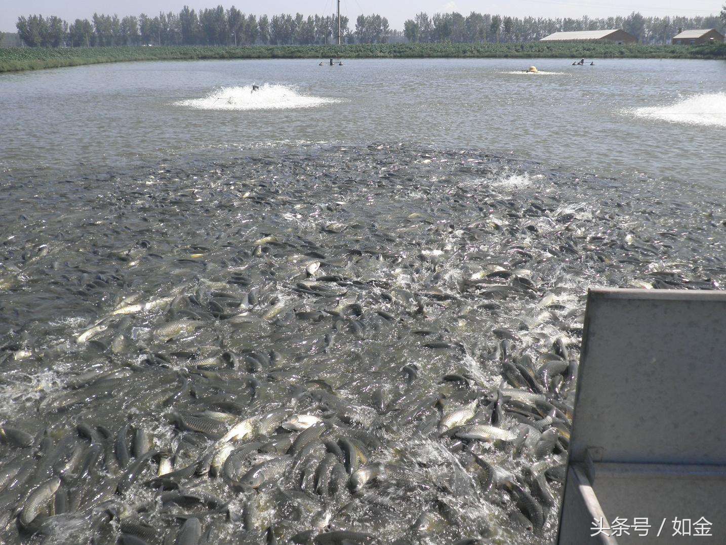 今日草鱼苗种价格行情,草鱼养殖成本多少钱一斤