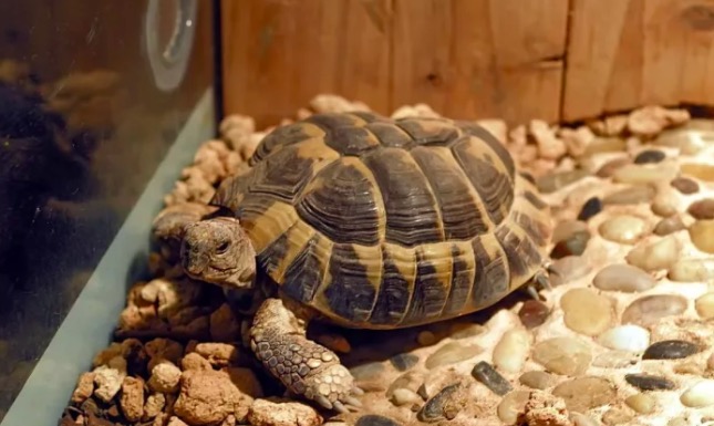 希腊陆龟和赫曼陆龟,赫曼陆龟长得快吗