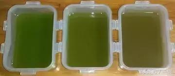 抹茶粉是绿茶做的,抹茶粉用哪种绿茶做