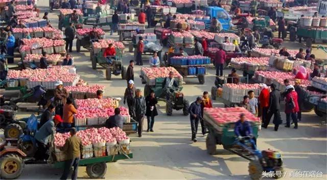 烟台市栖霞市苹果基地,烟台栖霞苹果园