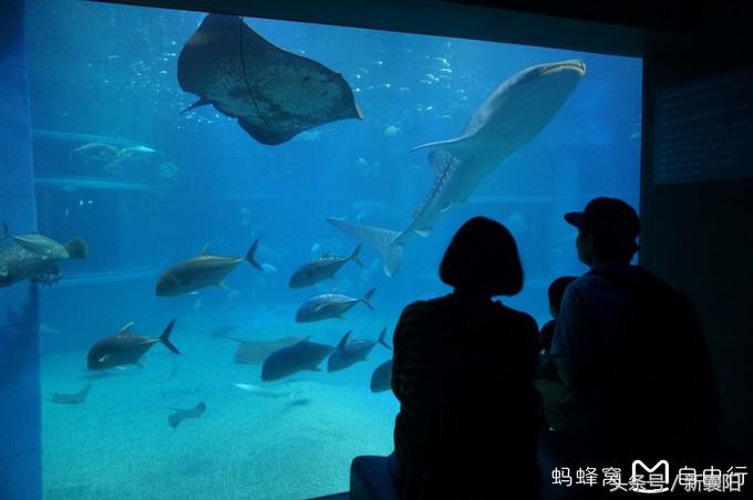 带娃去日本一周自由行,带四岁孩子去日本穷游攻略
