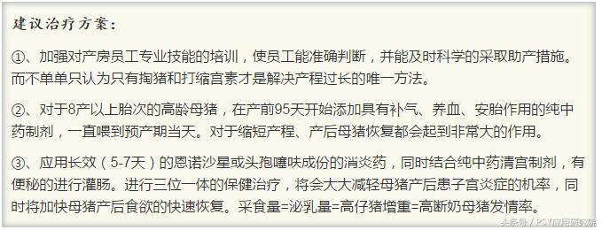 母猪子宫内膜炎的治疗最佳方案,母猪子宫内膜炎打什么针有效