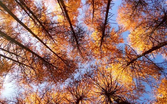 四川看红叶最佳地方自驾游,四川彩林红叶最佳观赏地点