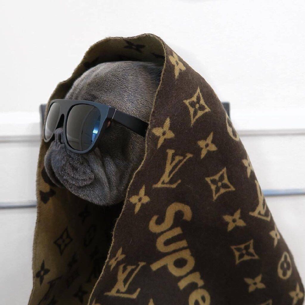 法国斗牛犬怎么护理皮肤,法国斗牛犬冬天要穿衣服吗