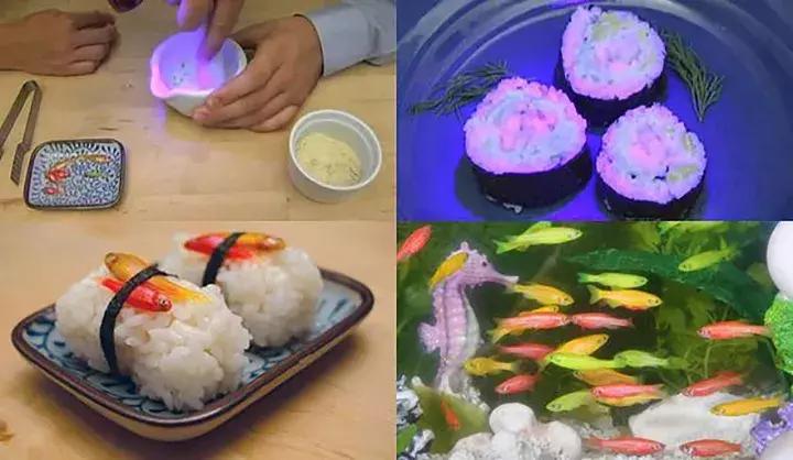 蓝鳍金枪鱼品质鉴别,真假蓝鳍金枪鱼