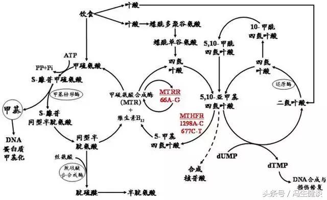 怀孕为什么要查叶酸基因检测,备孕为什么要查血型