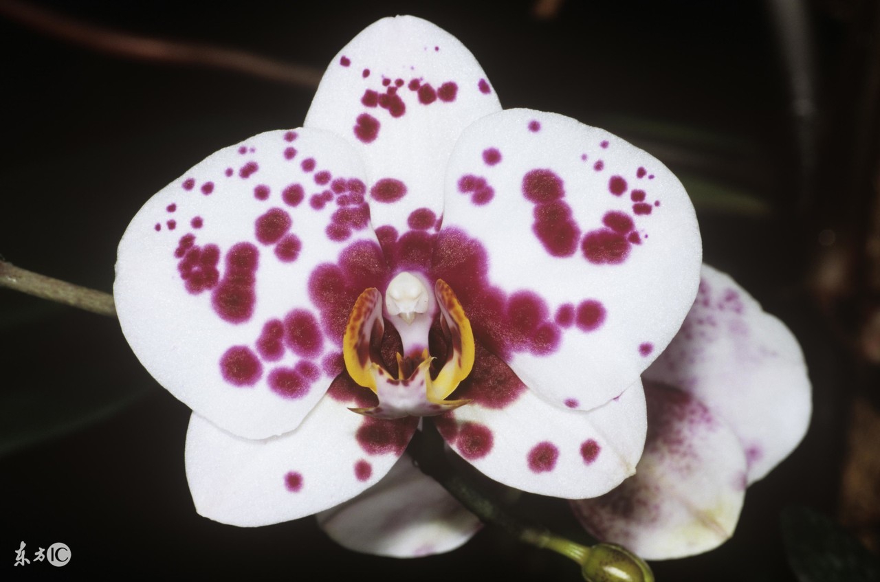 脸上色斑位置判断身体健康,怎么区分女性脸上的斑点