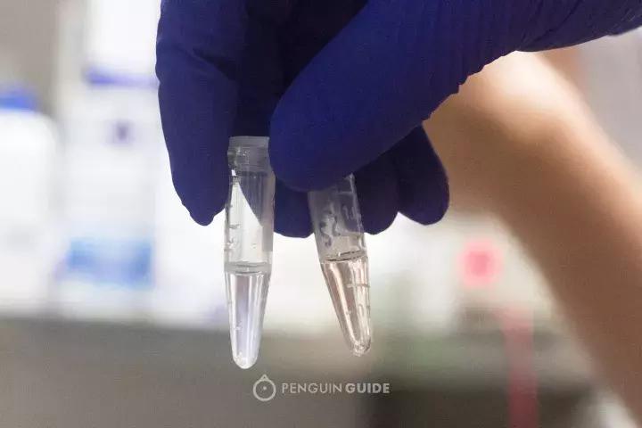 蓝鳍金枪鱼品质鉴别,真假蓝鳍金枪鱼